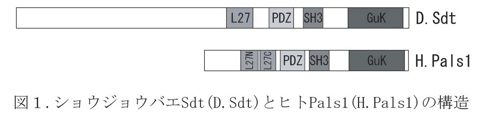 199900782fig1.jpg