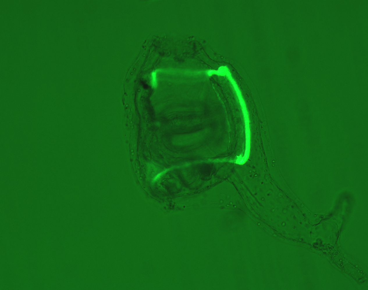 遺伝学的アプローチによる脊索動物ホヤの発生機構の解明