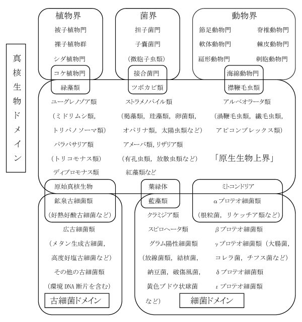 真 核 細胞 と 原核 細胞 の 違い