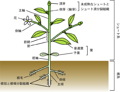 植物の基本構造