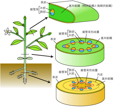 植物の基本構造