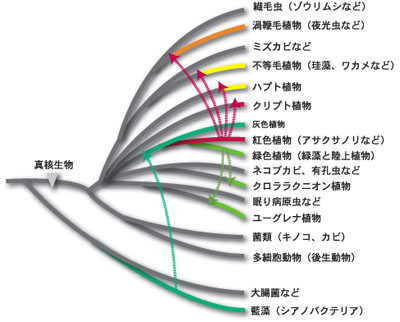 植物とは