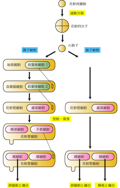 花粉