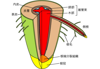 根の内部構造