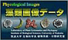 Phycological_Images