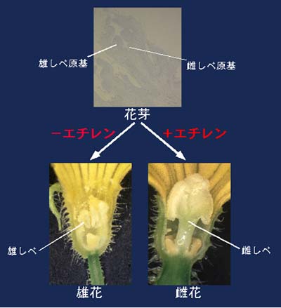 高等植物の雌雄性分化における植物ホルモンの作用に関する研究